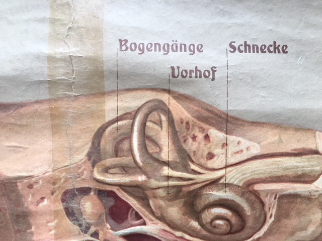 Original German medical poster “ Schropp Landkarten und Lehrmittel -Anstalt Berlin, Hamburg, Wiesbaden