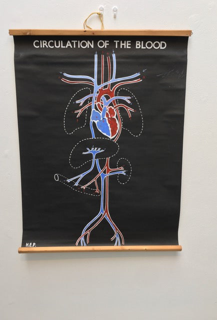 Original  Cool vintage medical poster “ circulation of the blood “